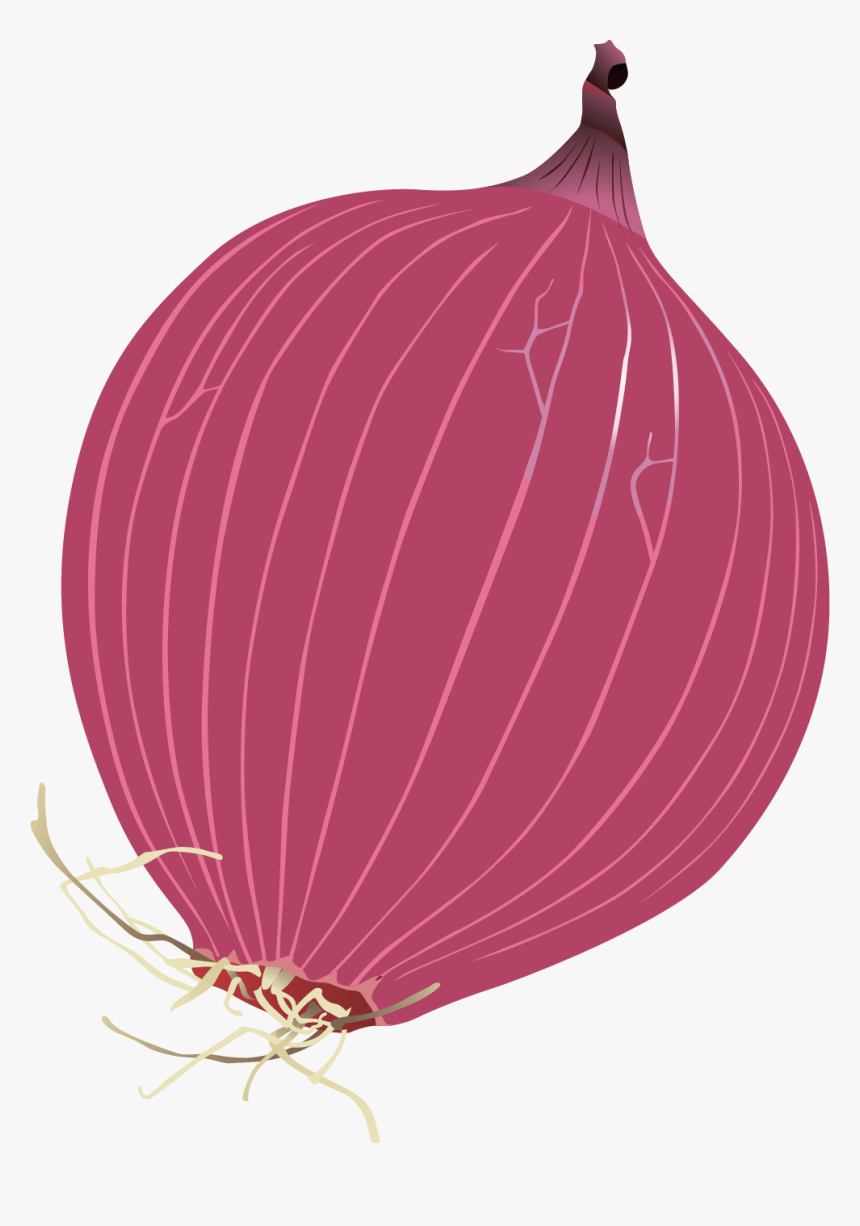 Red Onion, HD Png Download, Free Download