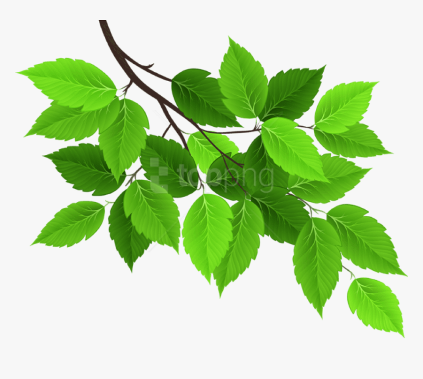 Tree Png Leaf - Tree Leaves Clipart Png, Transparent Png, Free Download