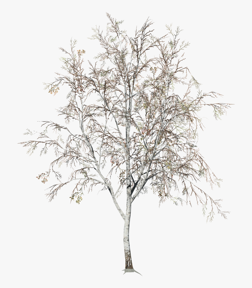 Birch Winter Snow Png, Transparent Png, Free Download