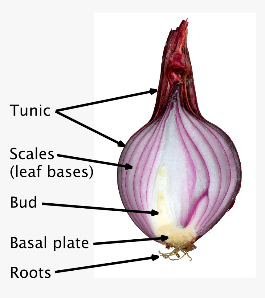 Cross Section Of Onion Bulb, HD Png Download, Free Download