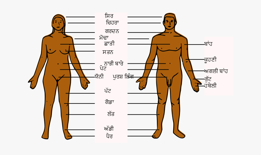 Human Body Parts Pa - Body Parts Of Boy, HD Png Download, Free Download