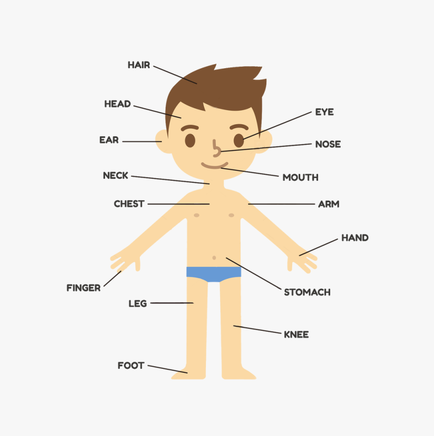 Body Parts Png - Preschool Part Of The Body, Transparent Png, Free Download