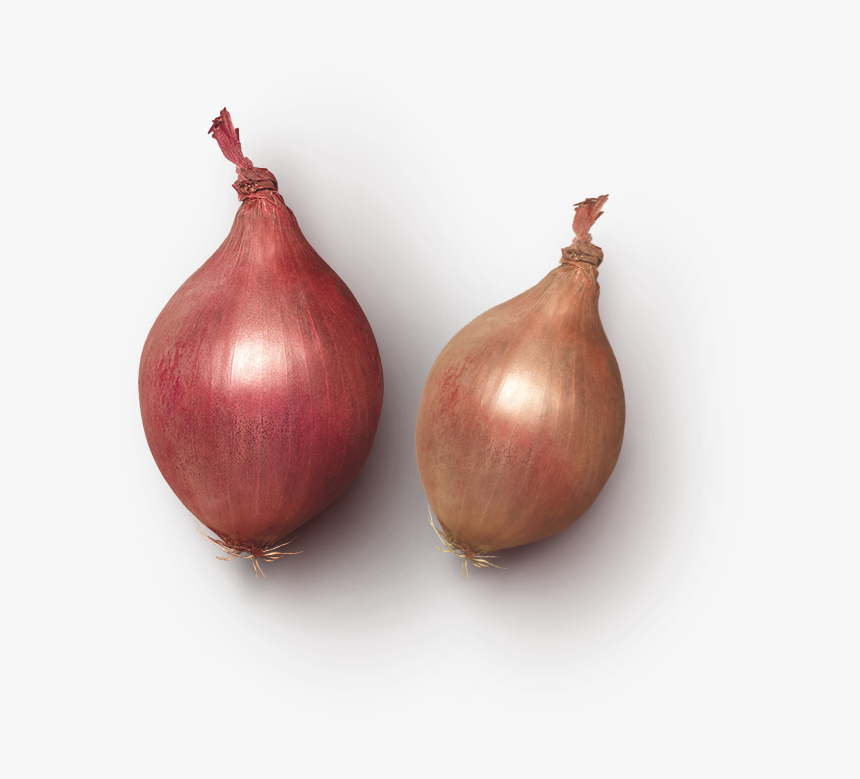 Yellow Onion, HD Png Download, Free Download