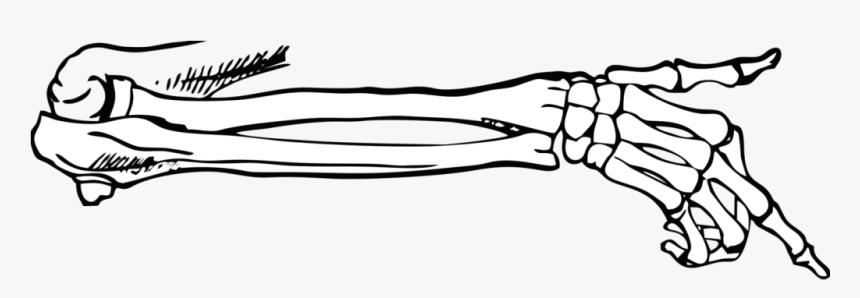 Transparent Png Body Parts - Skeleton Arm On Transparent, Png Download, Free Download
