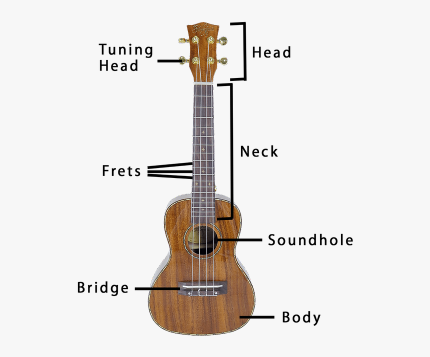 Different Parts Of A Ukulele - Parts Of The Guitar Png, Transparent Png, Free Download