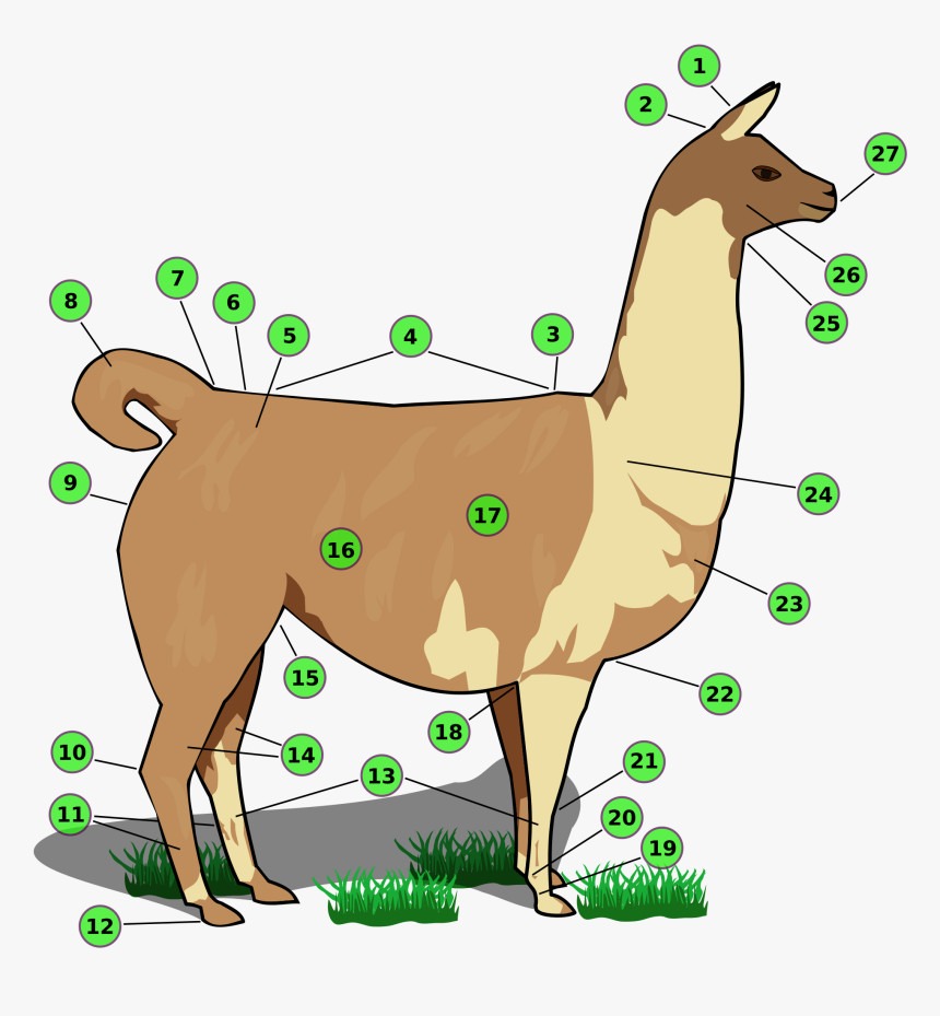 Names Of Llama Body Parts - Llama Body Parts, HD Png Download, Free Download