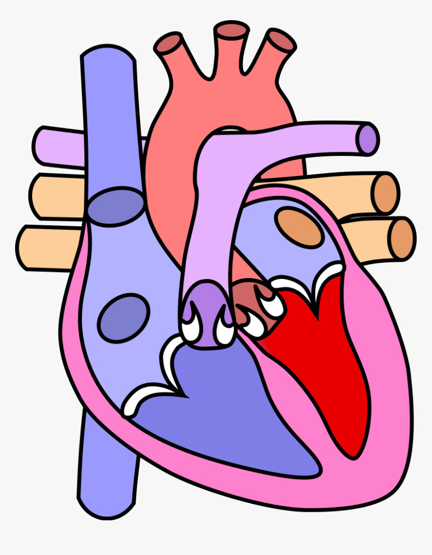 Clipart Free Library And Labels At Getdrawings Com - Human Heart Diagram Without Labels, HD Png Download, Free Download