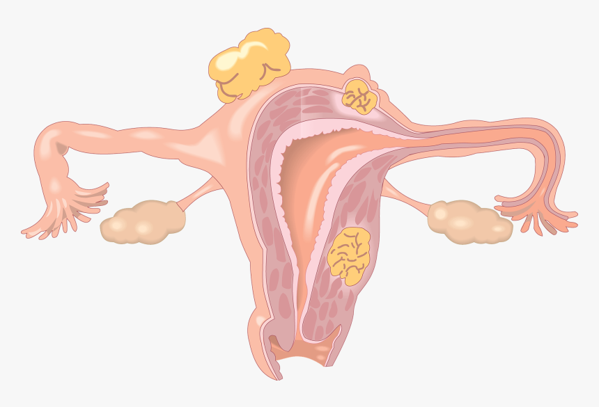 Yükle The Uterus Shape - Baby Uterus, HD Png Download, Free Download