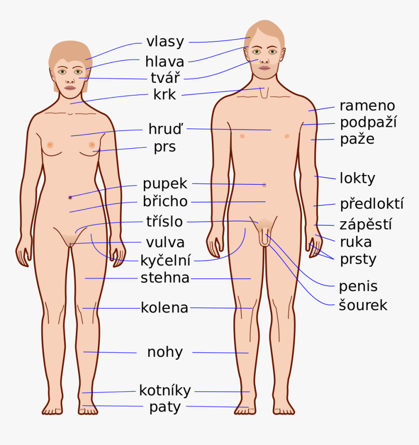 External Features Of Human, HD Png Download, Free Download