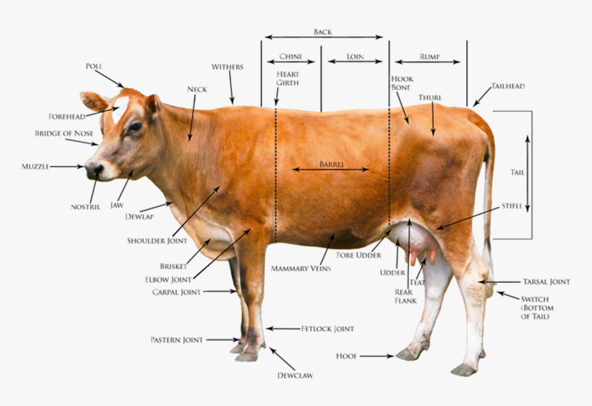 Cows Body Diagram Wiring Diagrams Cows Body Diagram - Dairy Cattle Body Conformation, HD Png Download, Free Download
