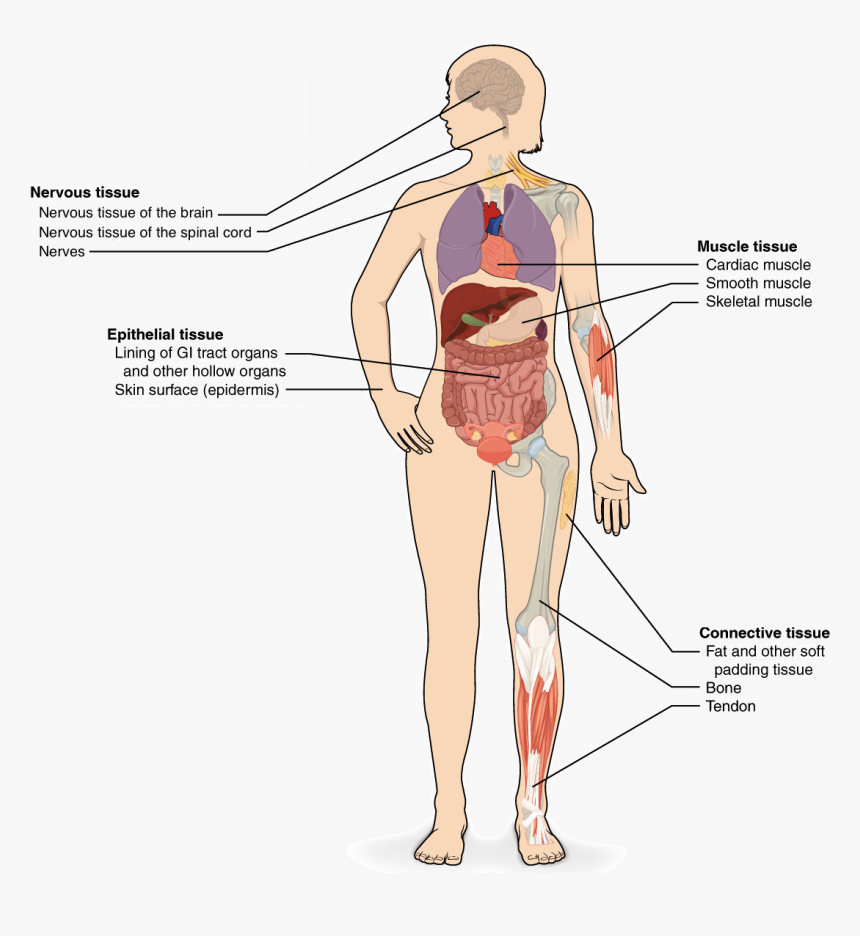 Clip Art Internal Body Parts - Epithelial Tissue Found In The Body, HD Png Download, Free Download