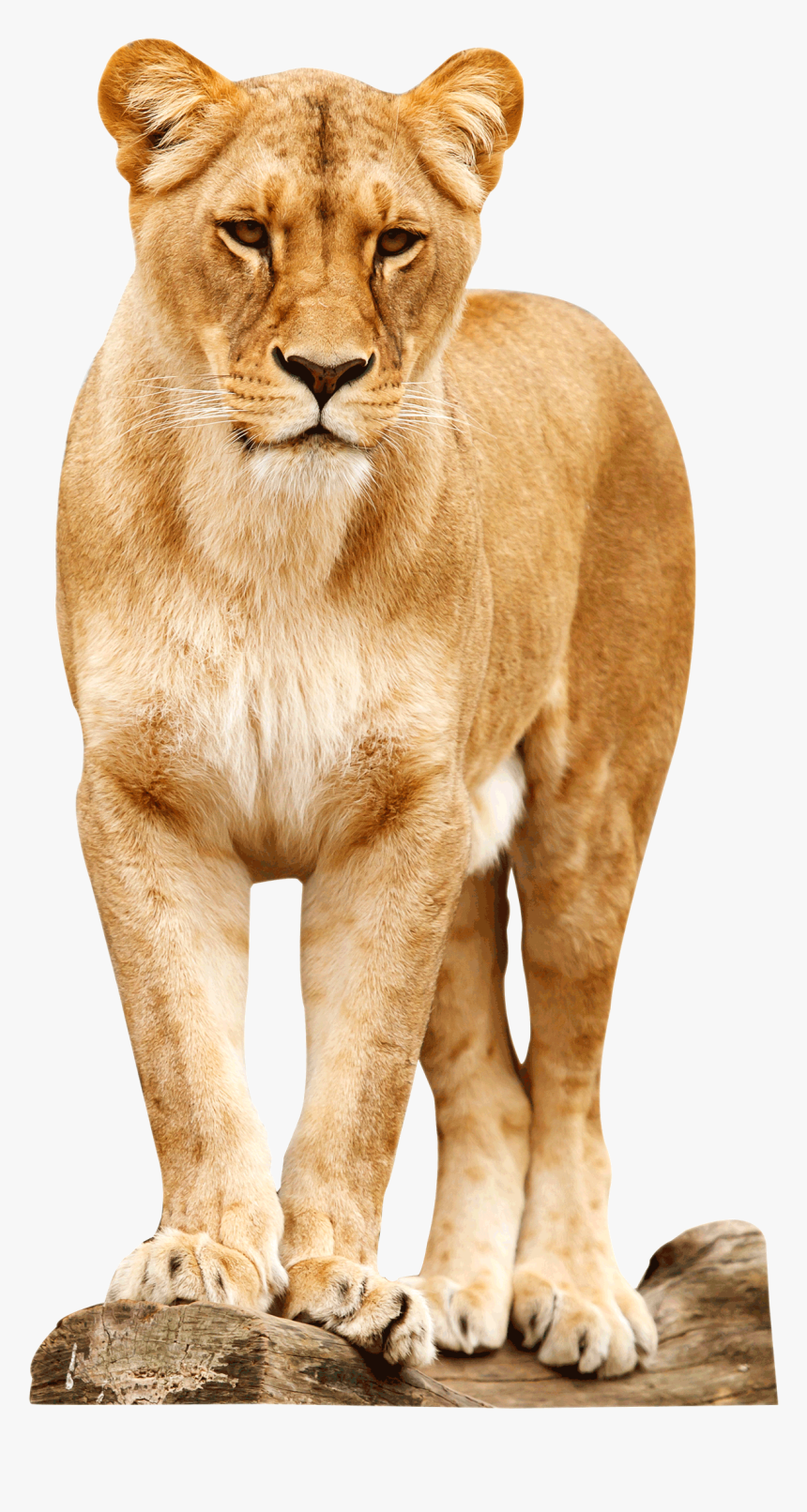 Transparent Background Transparent Lion Png, Png Download, Free Download