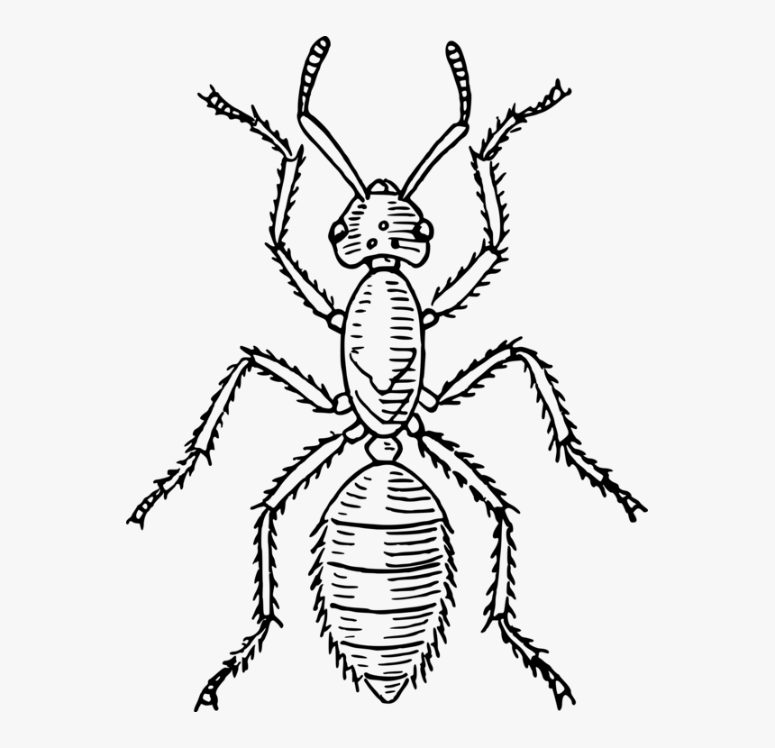 Transparent Ant Clipart Png - Insect Body Parts, Png Download, Free Download