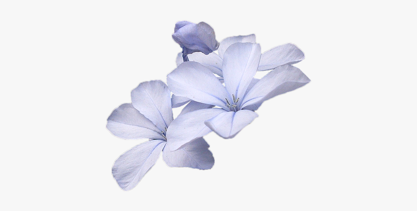 Wild Flowers, Blue, Wild Flower, Flowers, Nature - Small Blue Flower Png, Transparent Png, Free Download