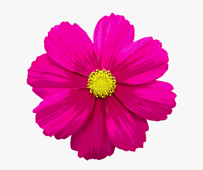 Flower Illustration Png - Color De Una Flor, Transparent Png, Free Download