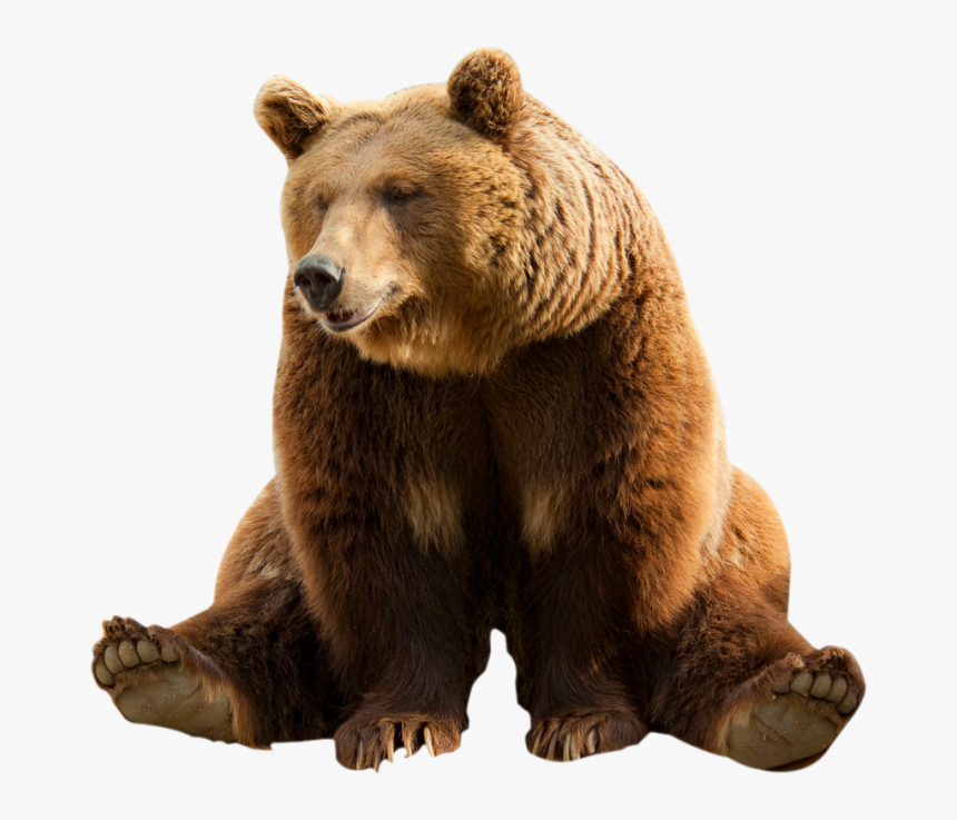 Bear Png Image With Transparent Background Bears Png - Transparent Background Brown Bear Transparent, Png Download, Free Download