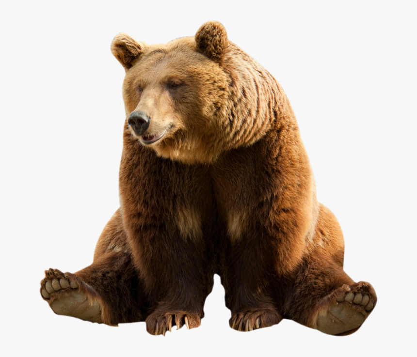 Bear Png Image With Transparent Background Bears Png - Transparent