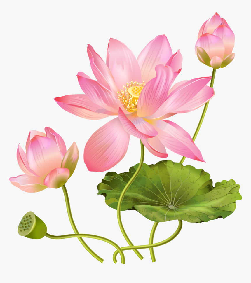 Lotus Flower Png - Lotus Flower Png Free, Transparent Png, Free Download