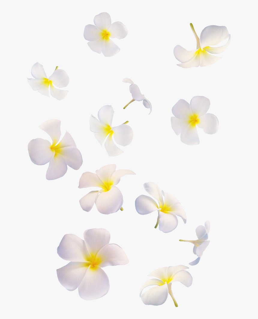 White Transparent Png Falling Flowers Png, Png Download, Free Download