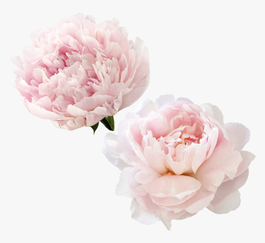 Beautiful Pink Peony Flowers, White Peony, Flowers, - Peony Png, Transparent Png, Free Download