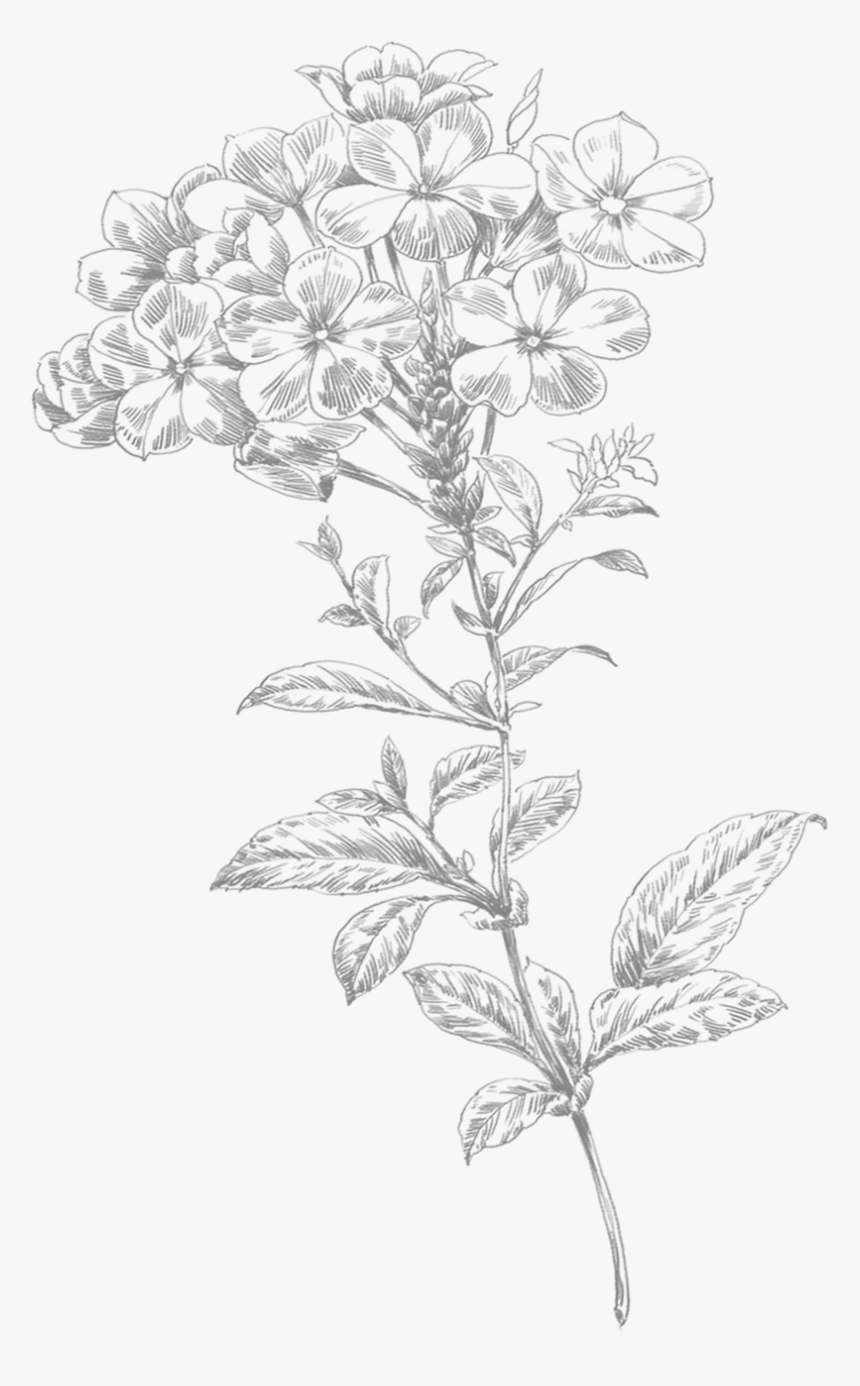 Line Art Flower Small - Drawing Of Flowers Png, Transparent Png, Free Download