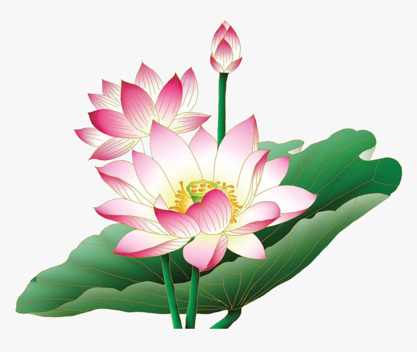 Lotus Flower Png - Lotus Flower Images Hd Png, Transparent Png, Free Download