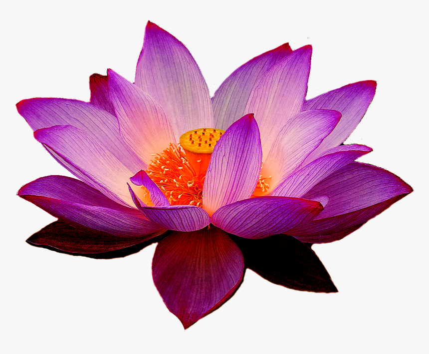Lotus Flower Png - Purple Lotus Flower Png, Transparent Png, Free Download