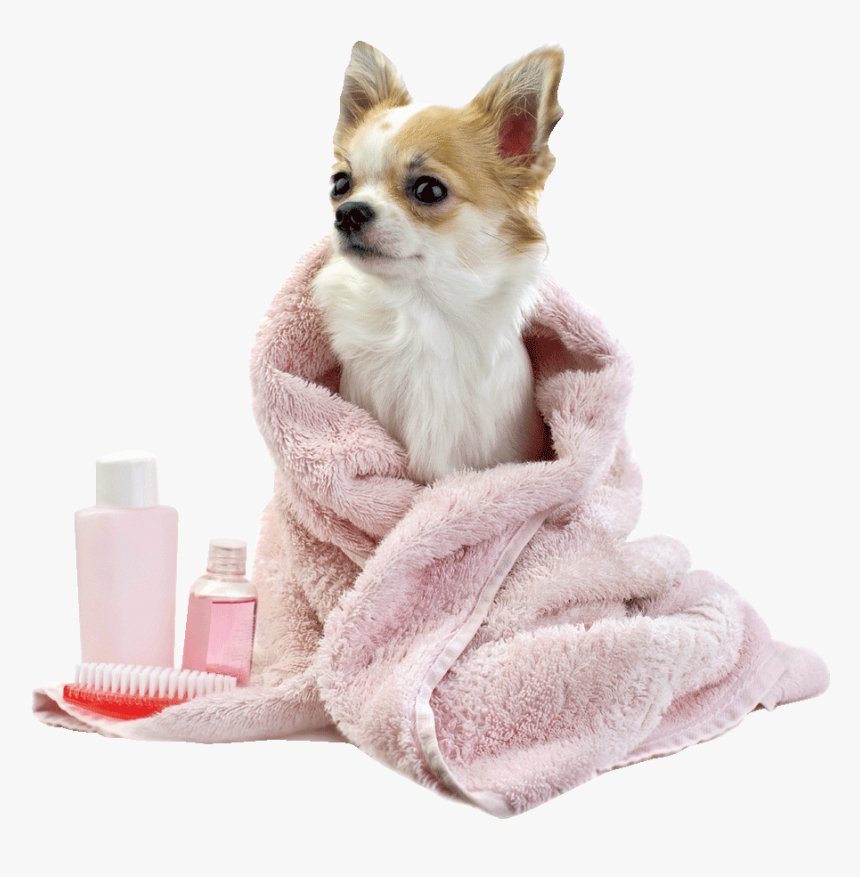 Dog Bath Png Transparent Dog Bath - Dog Grooming Png, Png Download, Free Download