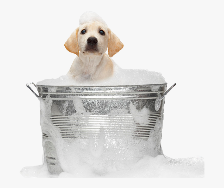 Dog In Bath Png, Transparent Png, Free Download