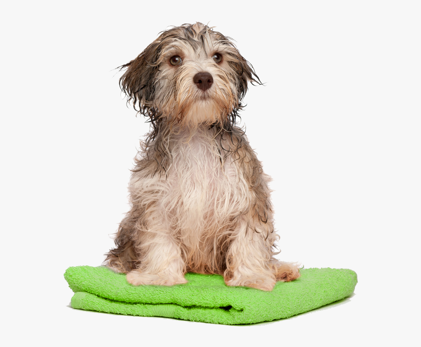 Dog Bath Png Transparent Dog Bath - Dog Bath Png, Png Download, Free Download
