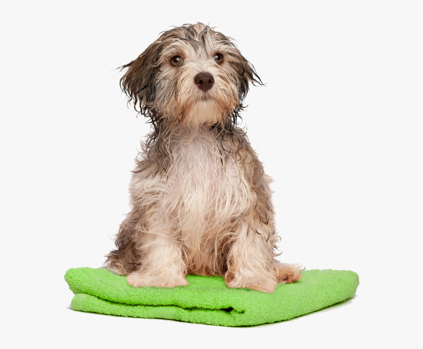 dog bath png