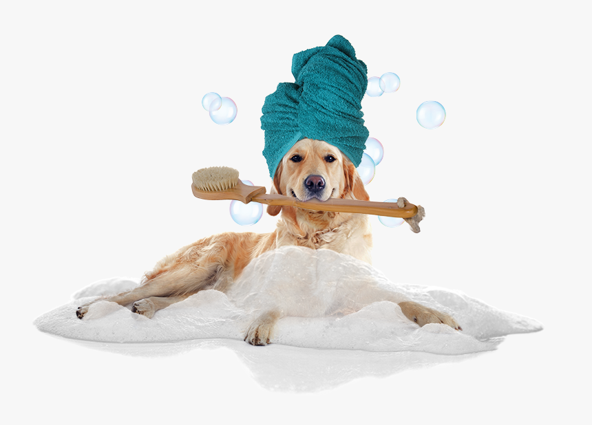 Transparent Dog In Bath Clipart - Cat Dog Bath Png, Png Download, Free Download