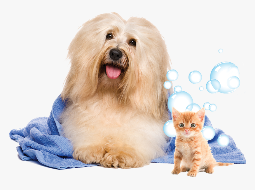 Dog In Towel Png, Transparent Png, Free Download