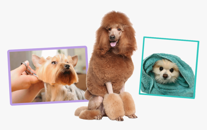 Transparent Dog Bath Png - Standard Poodle, Png Download, Free Download