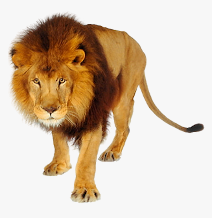 Lion Png Images And Clipart Free Download Black And - Transparent Tiger Png Hd, Png Download, Free Download