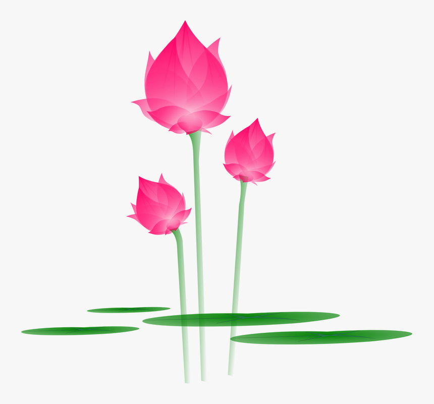 Lotus Flower Png Free, Transparent Png, Free Download