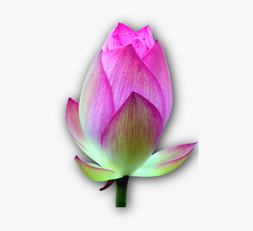 Lotus Blossom, Isolated, Lotus, Flower - Real Lotus Flower Png, Transparent Png, Free Download