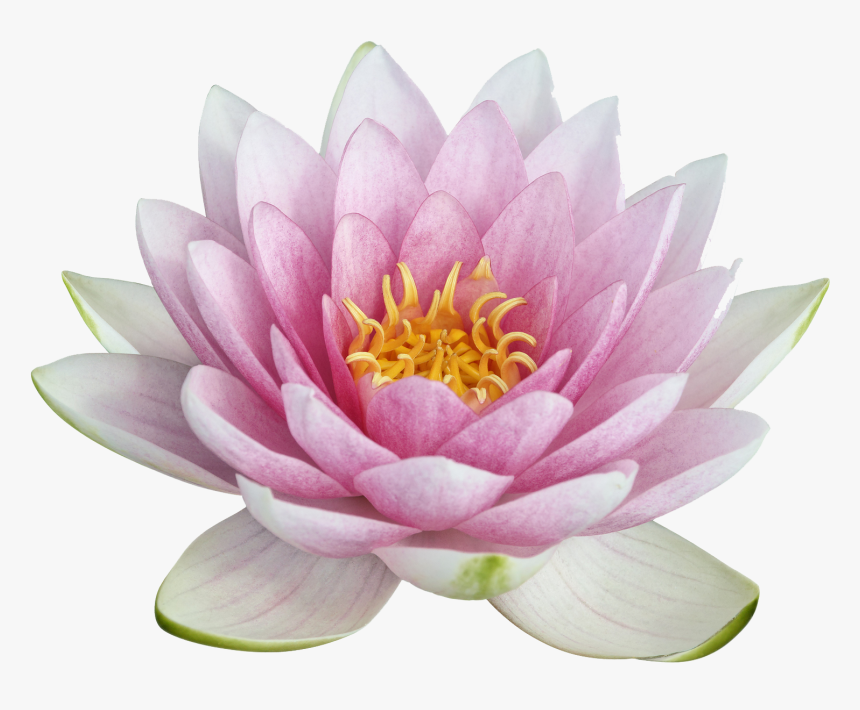 Clip Art Image Result For Images - Lotus .png, Transparent Png, Free Download