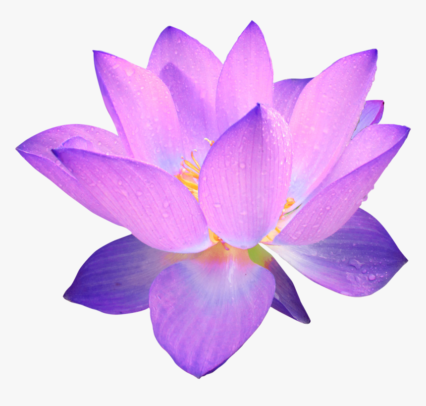 Purple Lotus Flower Png, Transparent Png, Free Download