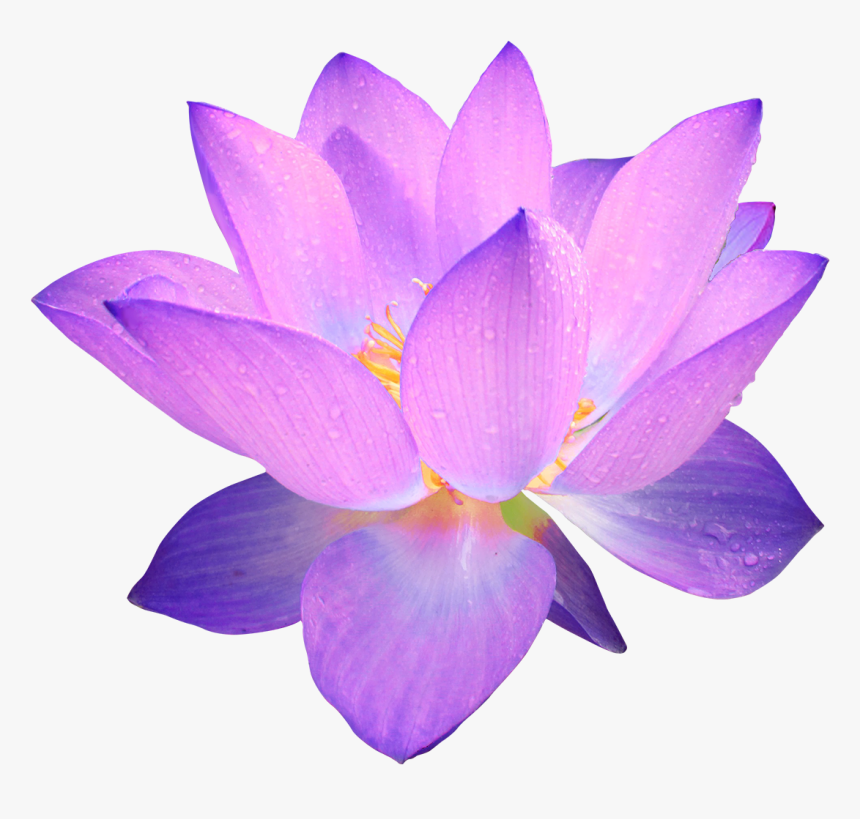 Lotus Flower Emoji Best Flower Site