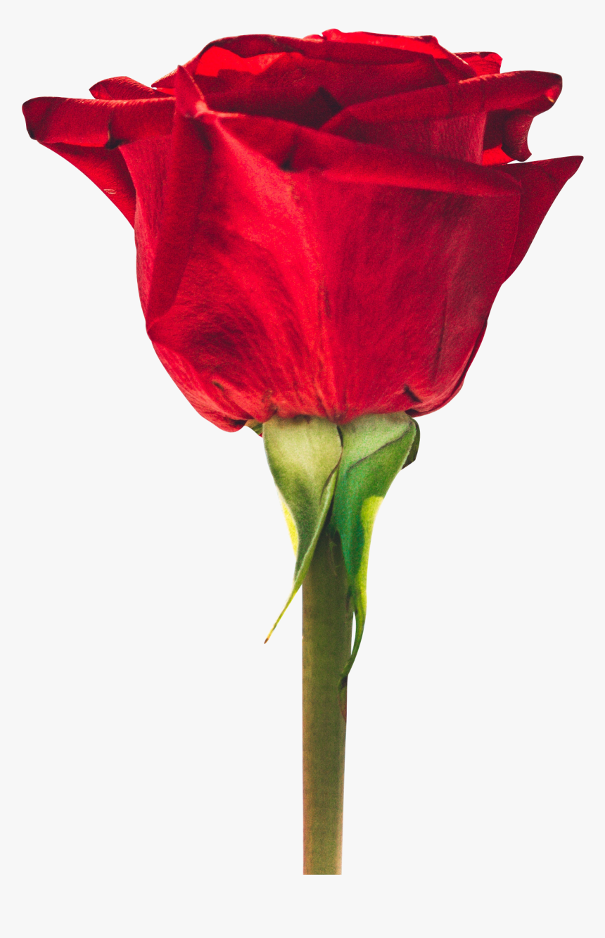 Good Morning Small Flowers , Png Download - Red Rose Photo Download, Transparent Png, Free Download