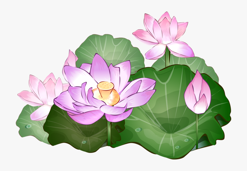 Transparent Vase Clipart - Transparent Background Lotus Flowers Png, Png Download, Free Download