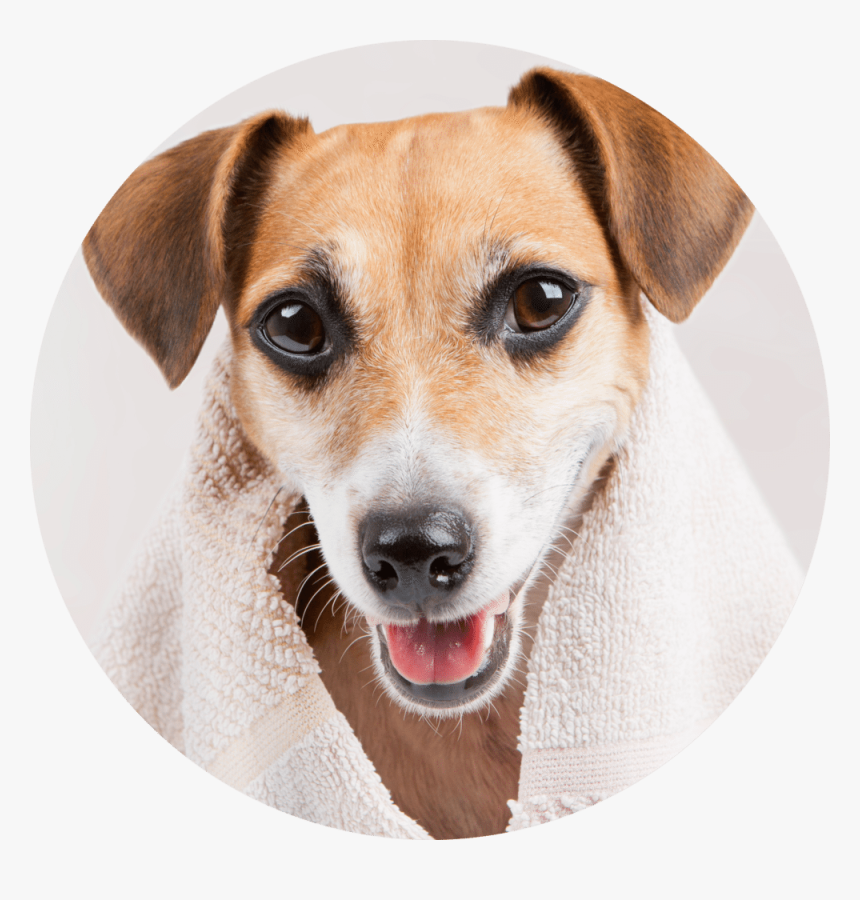 Bath Dog, HD Png Download, Free Download