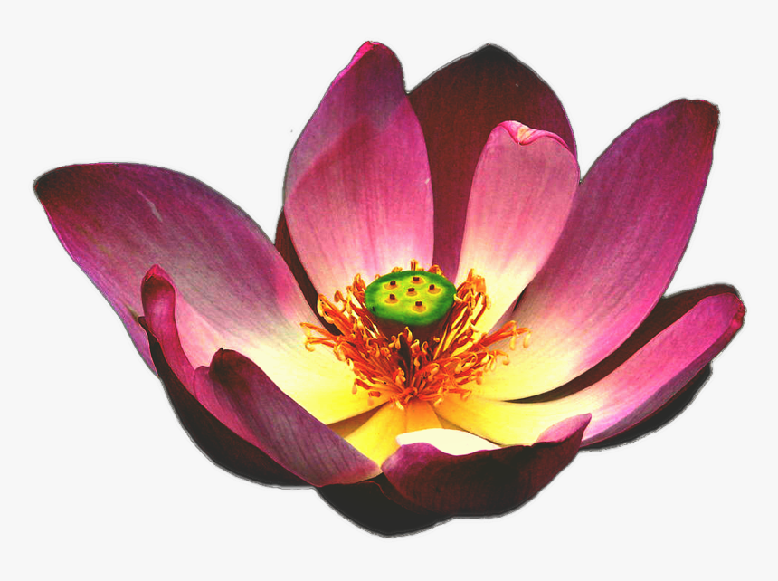 Lotus Flower, HD Png Download, Free Download