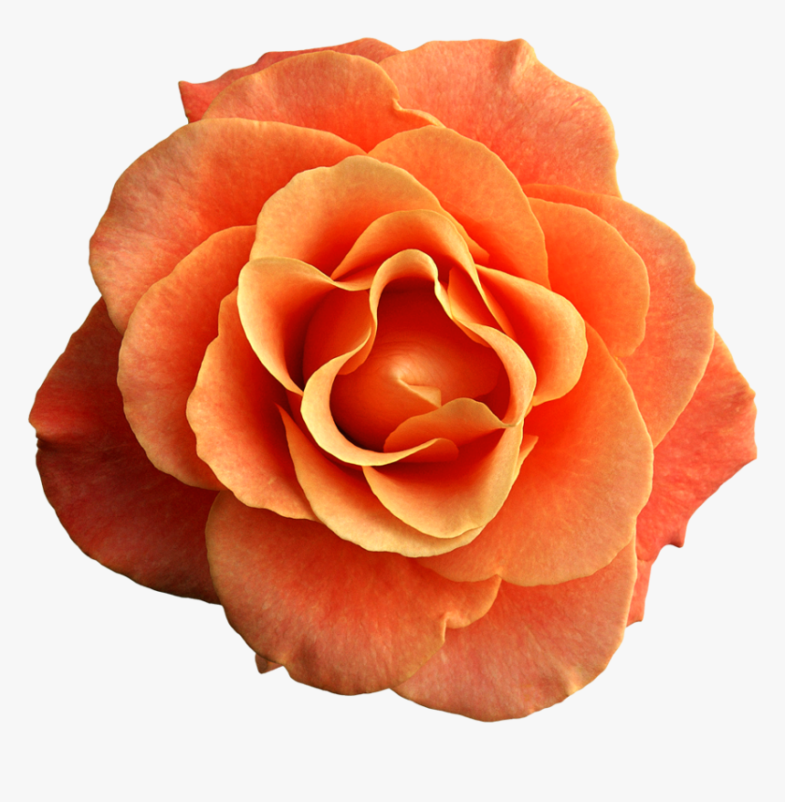 Rose Clipart Orange Orange Flower Transparent Background Hd Png Download Kindpng