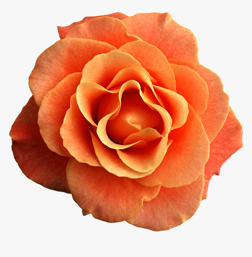 Rose Clipart Orange - Orange Flower Transparent Background, HD Png Download, Free Download