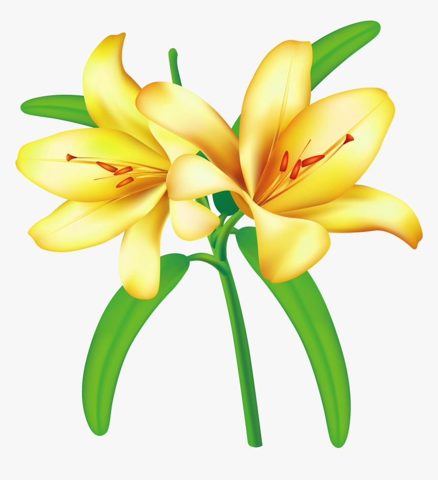 Clip Art Yellow Flower Flowers Png Lilium - Yellow Flowers Png Vector, Transparent Png, Free Download
