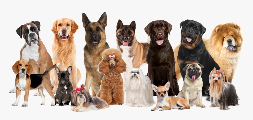 Pet Grooming Dog Grooming Backgrounds, HD Png Download, Free Download