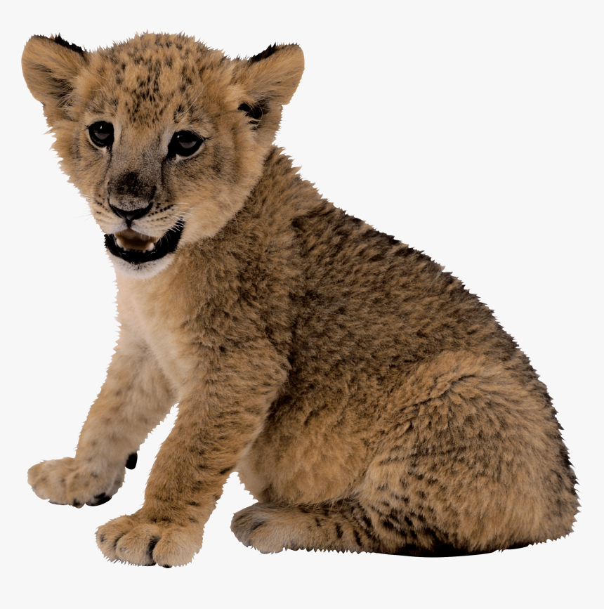 Transparent Lion Clipart - Cute Lion Cub Png, Png Download, Free Download