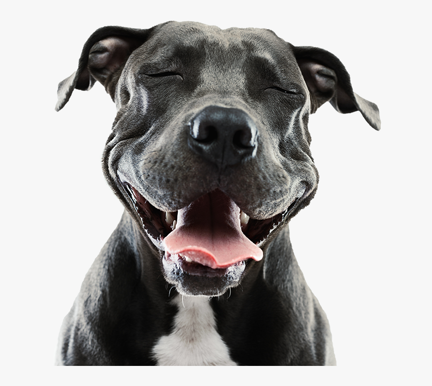 Perro Sonriendo Png, Transparent Png, Free Download